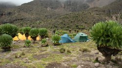 NP Mount Kenya - Druhý tábor 4200 m.n.m.