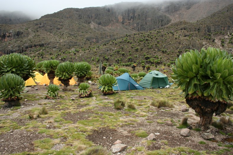 NP Mount Kenya - Druhý tábor 4200 m.n.m.