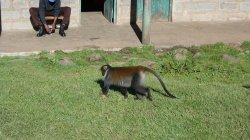 Druhé zvířátko v NP Mount Kenya